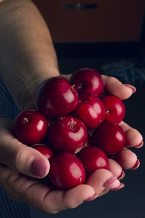 Crop hands with ripe cherries