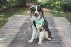 Australian shepherd on leash
