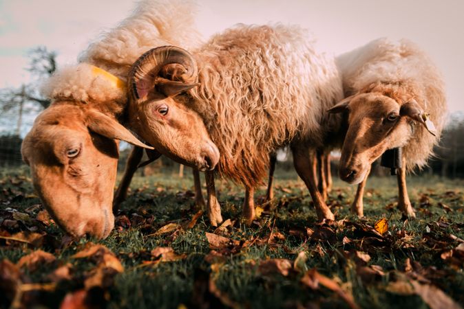 Sheep eating green grass on field