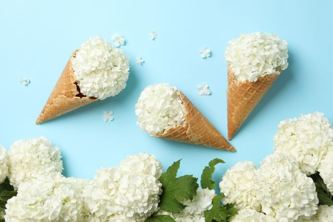 Waffle cone with hydrangea on blue background. Spring plant