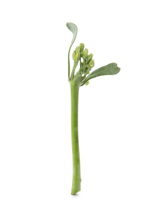 Fresh green broccolini isolated on plain background