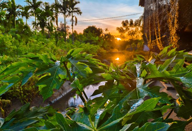 Sunrise behind papaya leaf plants