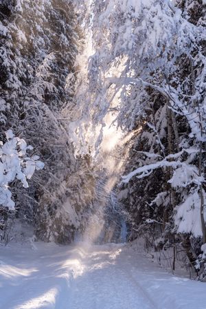 Beautiful winter scenery with snow-covered forest on a sunny day of December