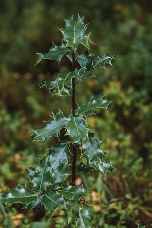 Green plant with ornamental leaves in forest