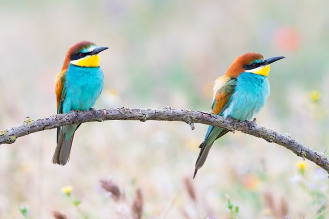 Birds standing on tree branch