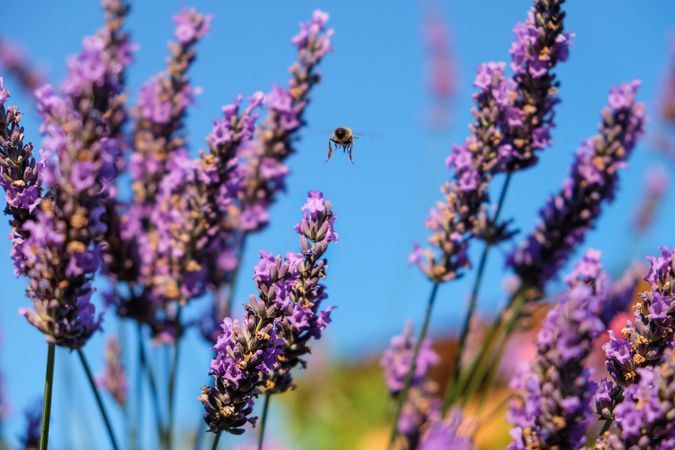Bee approaching lavender plants