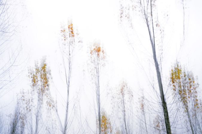 Blurred trees in green forest