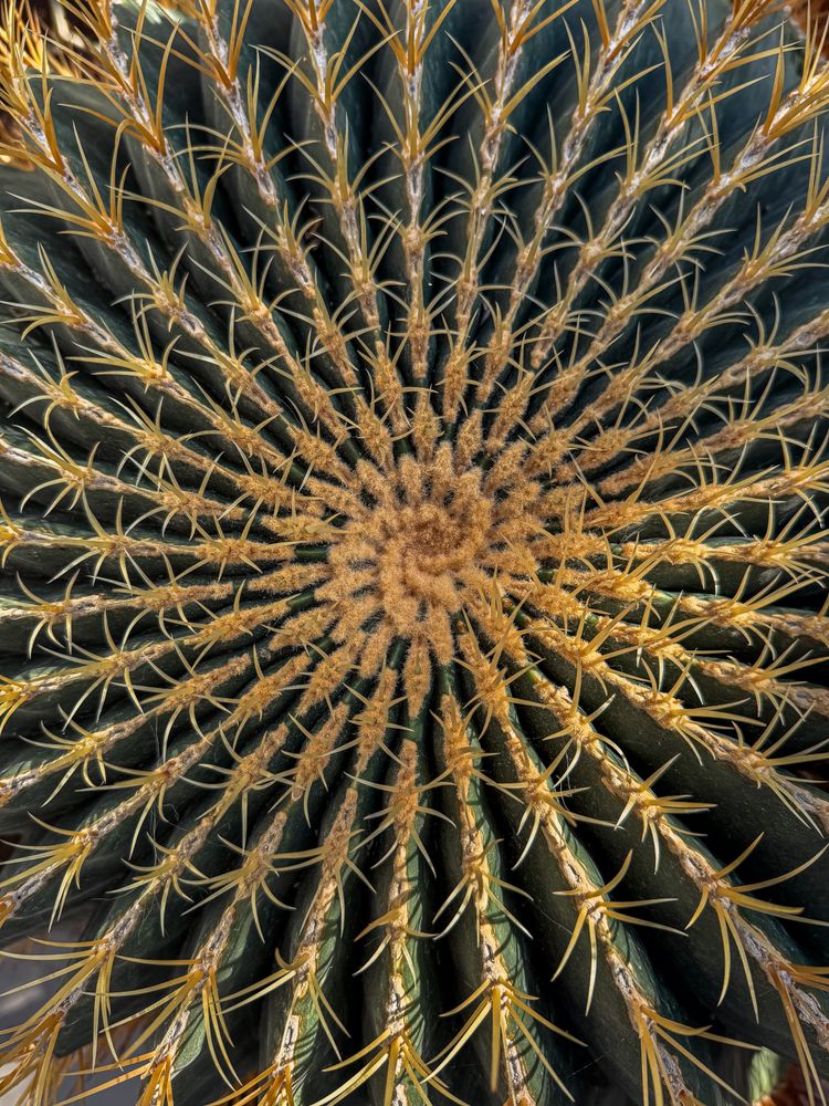 Ferocactus histrix spiral