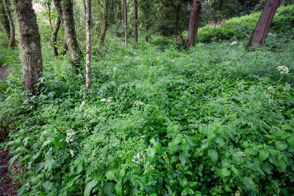 Fantastic forest in the Galician mythological mountains, Spain
