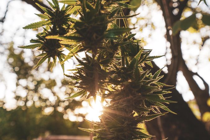 Silhouette of cannabis plant in the sun
