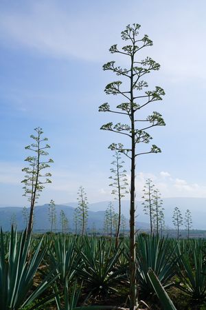 Field of blooming agave