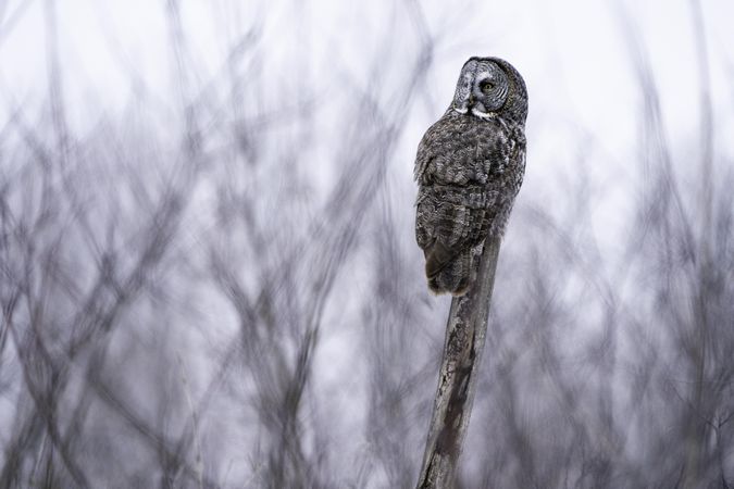 A great gray owl on a winters day