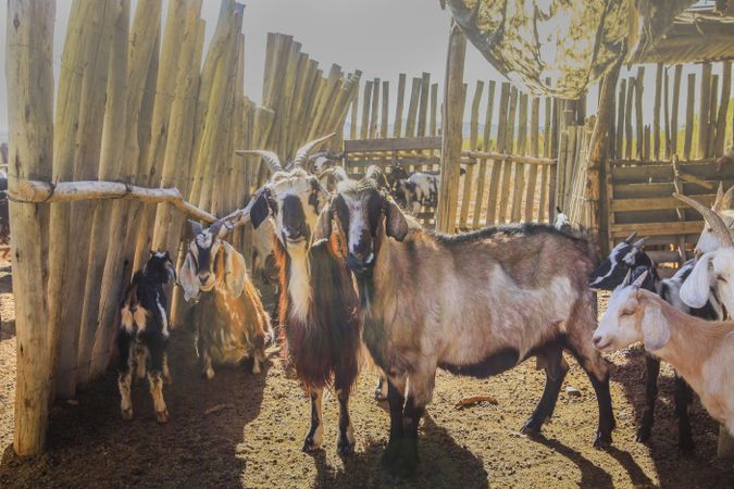 Domestic animals feeding on pasture