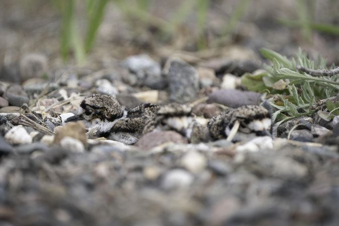 Newly hatched killdeer chicks in the nest at Lake Elmo Park Reserve, Minnesota