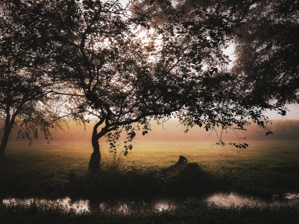 Twisted fallen tree on a misty morning
