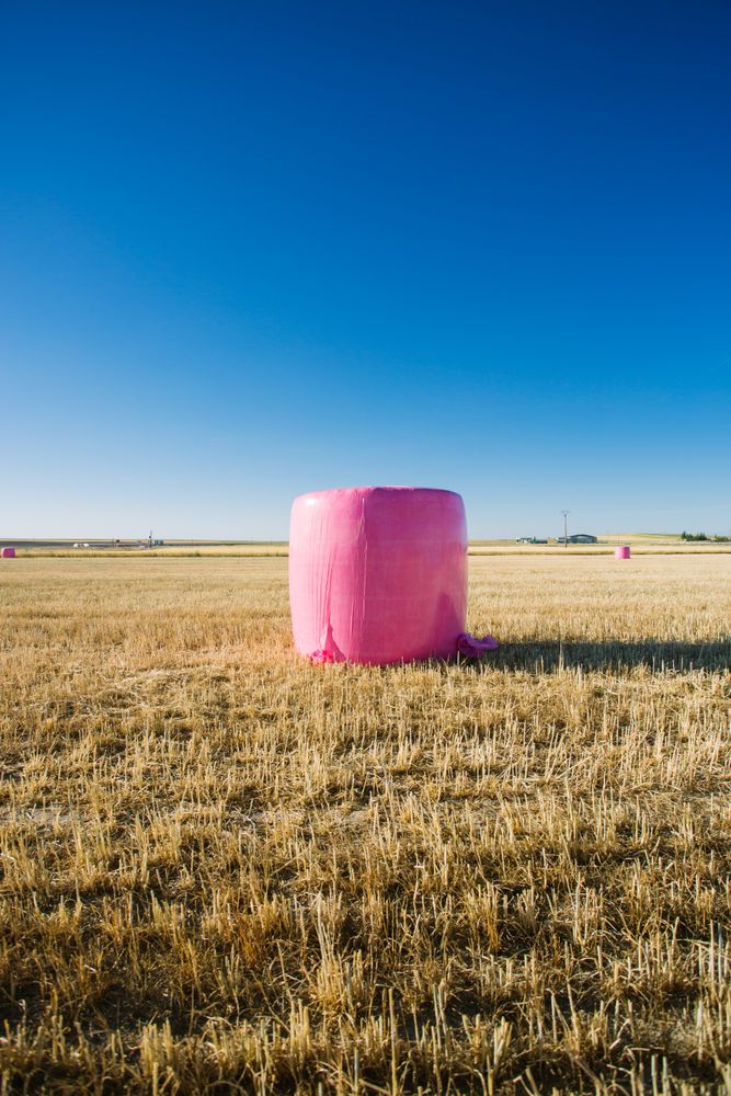 Bales wrapped with pink plastic