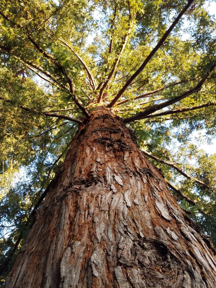 Shot looking up at redwood tree