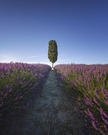 Lavender field row and lonely cypress tree, Orciano, Tuscany, Italy