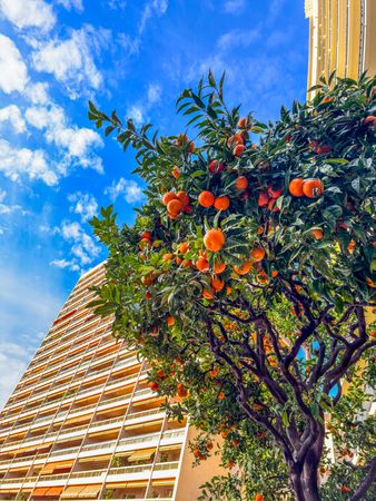 Monaco marmalade orange tree
