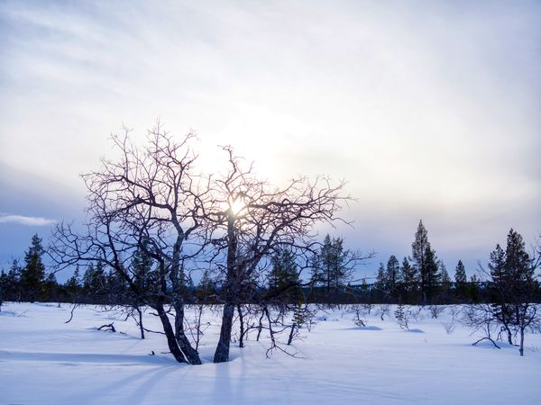 Trees in the snow on cold day