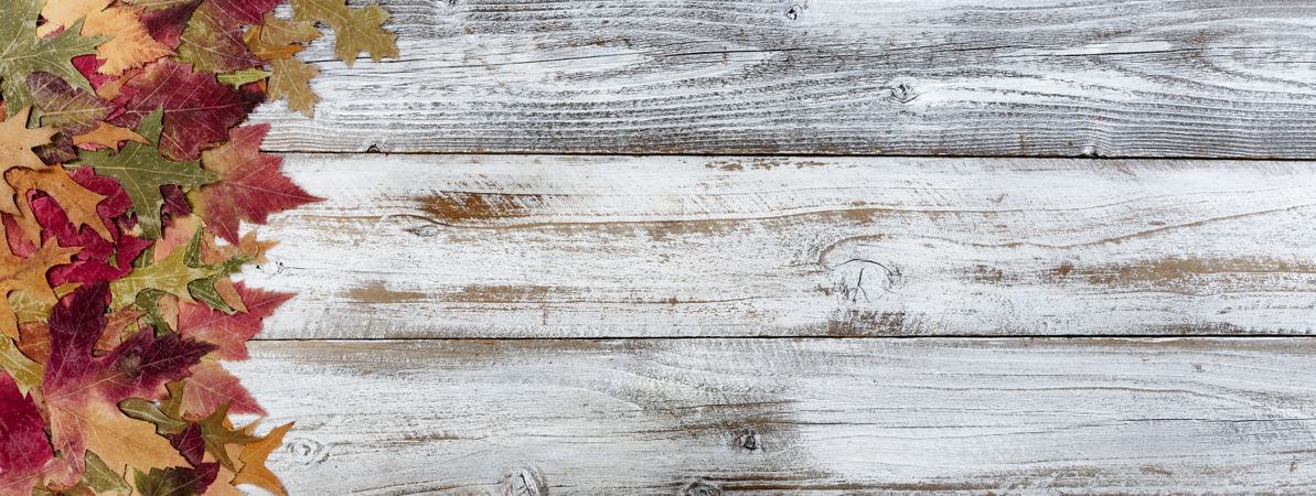 Autumn colorful leaves on rustic wooden background for the Thanksgiving holiday