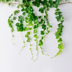 Branches and leaves with copy space