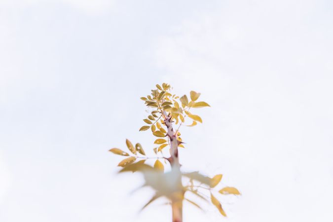Tree branch with yellow leaves
