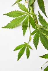 Cannabis leaves in corner of grey background