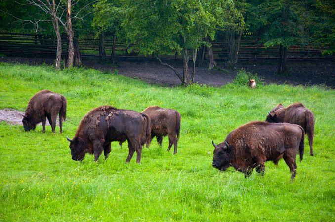 Brown bison on green grass field