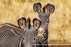 Rare Grevy’s Zebra, Samburu, Kenya 47OAB4