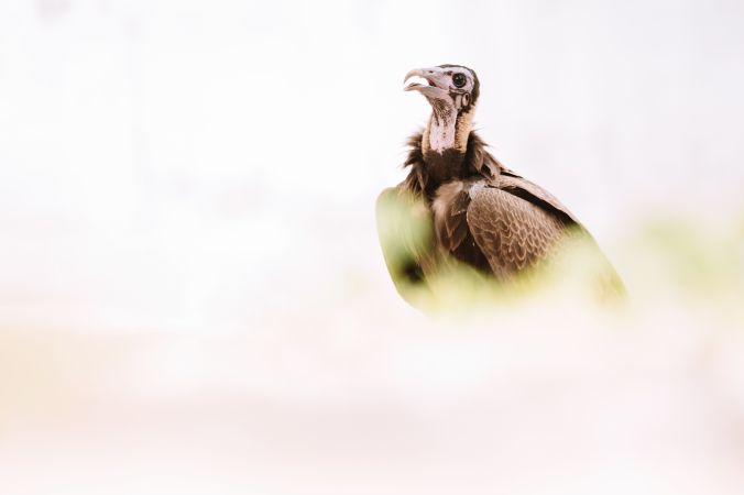 Wild vulture sitting in nature