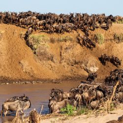 Wildebeest herd crossing river during Great Migration in Kenya