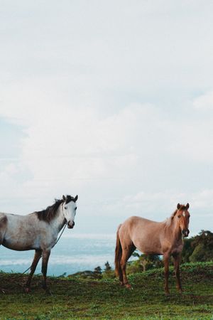 Horses on green lawn in countryside