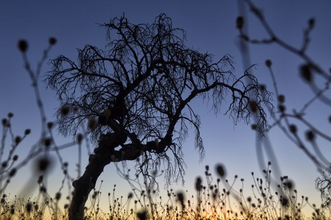 Sun glowing through tree