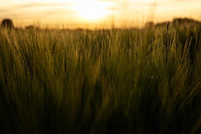 Grainfields close-up at golden hour