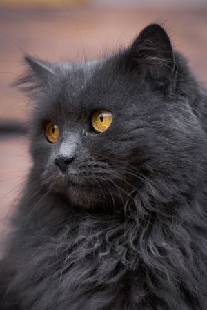 Dark long fur cat