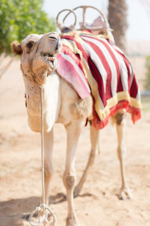 Brown camel with red striped textile outdoor