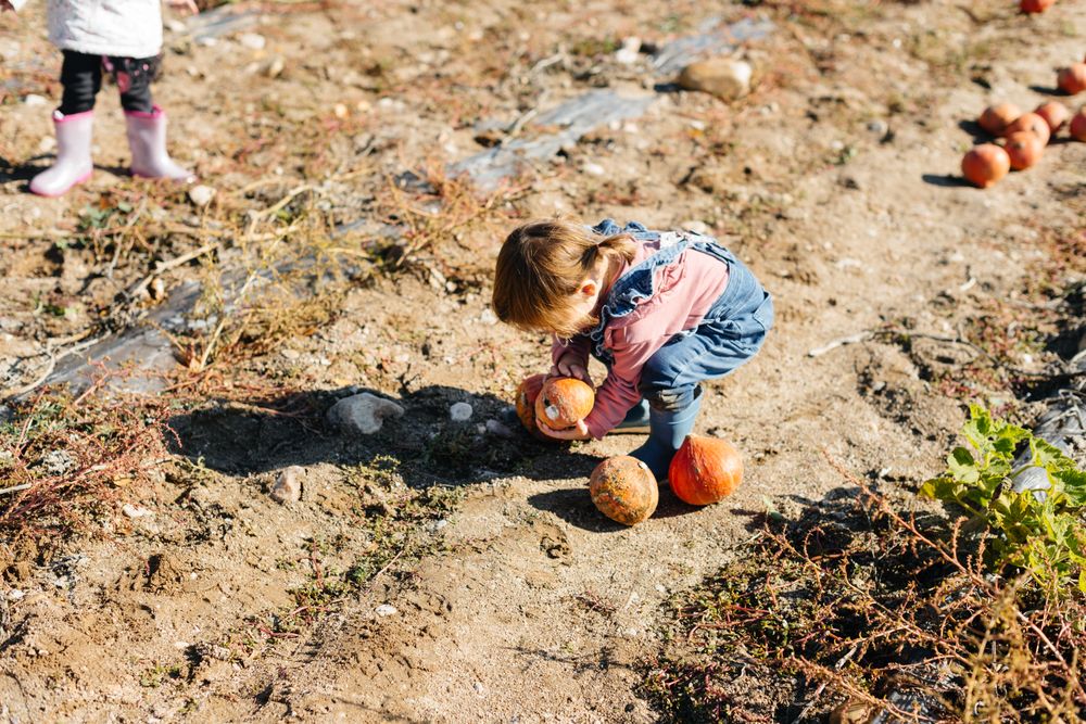 Child in denim overalls collecting pumpkins in yard