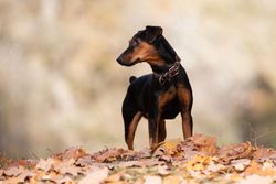 Autumn Walk with Young Dog