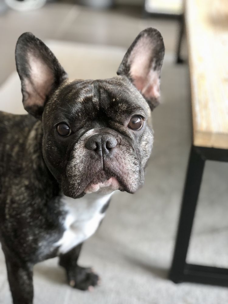 French bulldog indoor