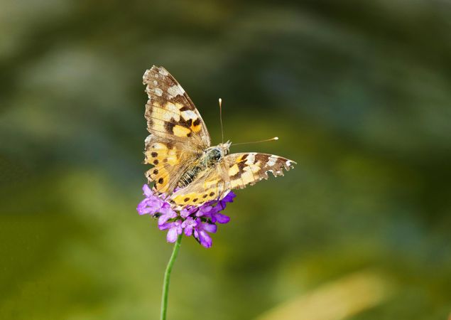 Brown butterfly on flower