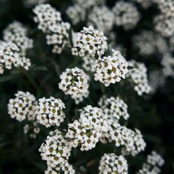 Close up of sweet alyssum flowers