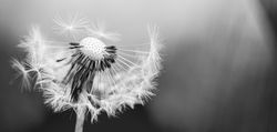 Banner of half a dandelion head, monochrome