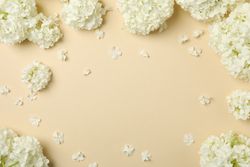 Beautiful hydrangea flowers on beige background. Spring plant
