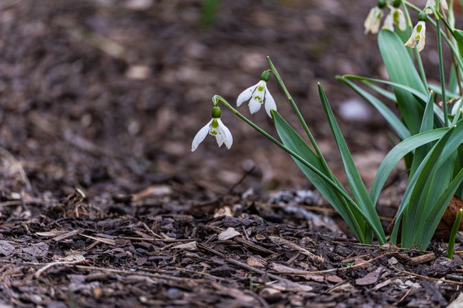 Beautiful snowdrop flowers in the park