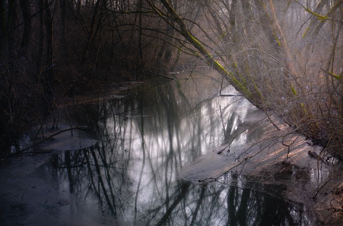 Stagnant water surrounded by thin trees and shadows