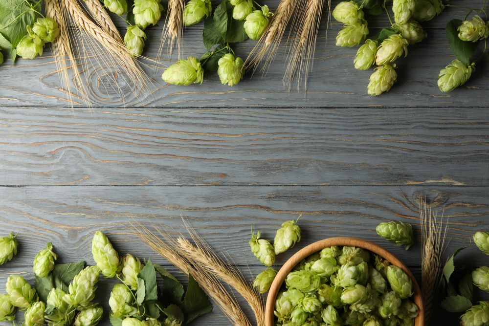 Hop and wheat on wooden background, space for text