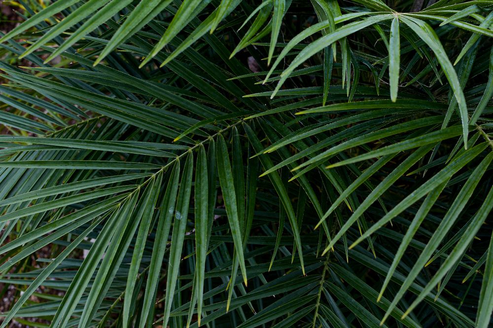 palm tree leaves close up
