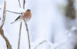 Wonderful robin on wooden twig between snow
