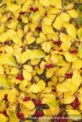 Russian Hawthorn and yellow leaves 4M8vy5